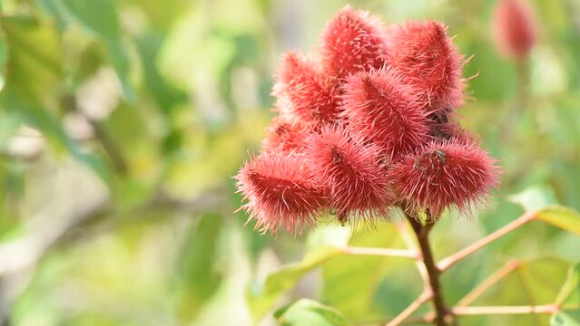 Anatto tree or Bixa orellana branch fruits on tree.
