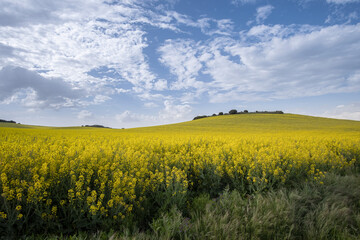 Fields of flowering rapeseed under a blue sky with clouds, meadows with yellow flowers, rapeseed oil industry, agricultural crops, landscape, horizontal