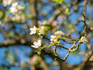 Apfelblüte
