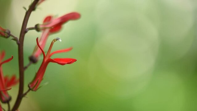 Lobelia cardinalis flowers on nature background.