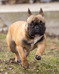 Obraz premium A worried French bulldog with its bat ears and black face is running towards the photographer without a leash. The pet dog is fawn in color and friendly. This puppy is also called a Frenchie bully.