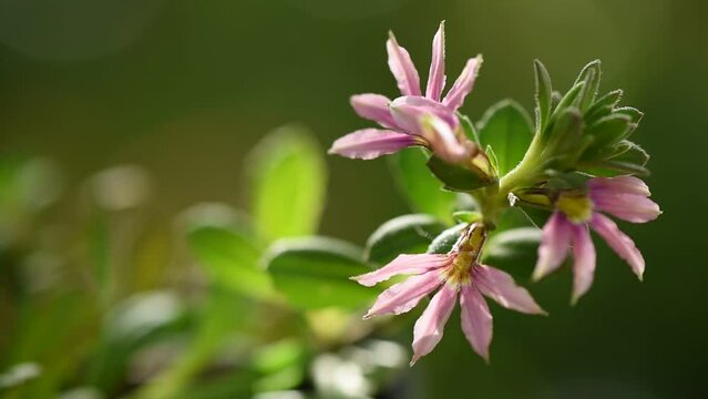 Pink scaevola flowers on nature background.