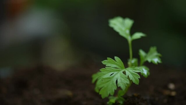 Watering Mugwort tree on bokeh nature background.