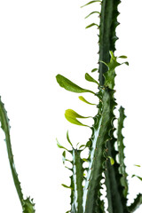 Green cactus against white background, closeup
