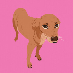 caramel mutt dog pink background 