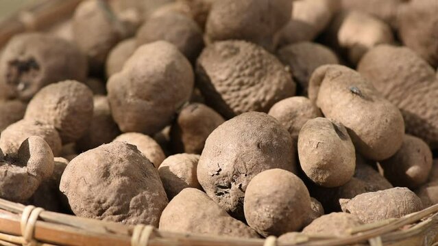 Dioscorea pentaphylla heads on nature background.