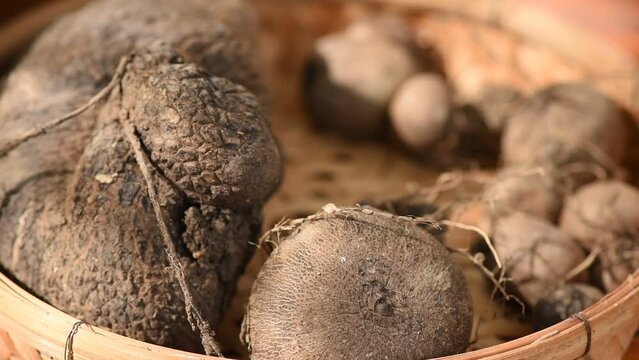 dioscorea bulbifera heads on nature background.