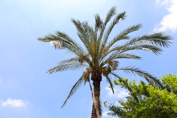 Green palm tree against sky background