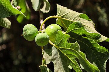 Obraz premium Branch with green fig fruits in garden on sunny day, closeup