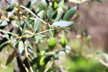 Closeup view of tree branches with green olives in garden