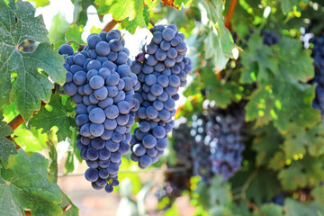 Bunches of ripe grapes in vineyard
