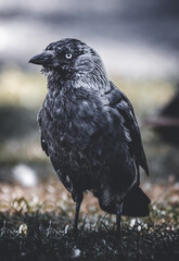 crow on the ground