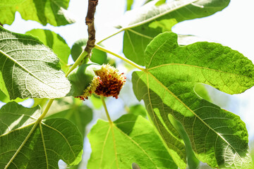 Branch with green fig fruit in garden on sunny day