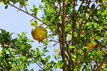 Branch with green pomegranate fruit in garden on sunny day