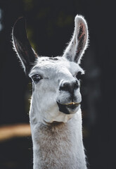 Obraz premium close up of a llama lama