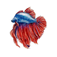 betta fish, Siamese fighting fish, watercolor isolated background