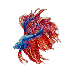 betta fish, Siamese fighting fish, watercolor isolated background