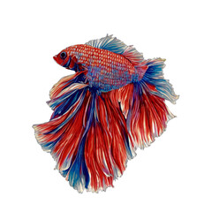 betta fish, Siamese fighting fish, watercolor isolated background