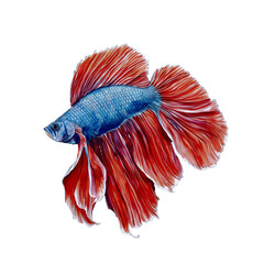 betta fish, Siamese fighting fish, watercolor isolated background