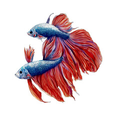 betta fish, Siamese fighting fish, watercolor isolated background