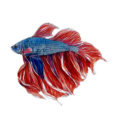 betta fish, Siamese fighting fish, watercolor isolated background
