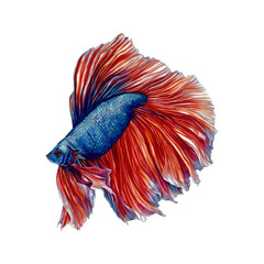 betta fish, Siamese fighting fish, watercolor isolated background