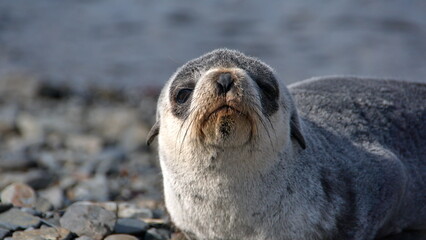 Close up of an Antarctic fur seal (Arctocephalus gazella) pup at Stromness, South Georgia Island