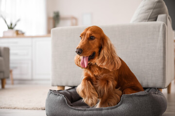 Red cocker spaniel in pet bed at home