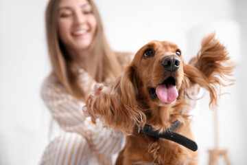 Funny cocker spaniel with owner in bedroom, closeup - obrazy, fototapety, plakaty