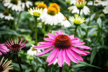 Fototapeta premium Beautiful blooming flower Echinacea purpurea flower close up