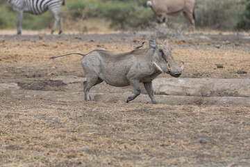 The Common Warthog (phacochoerus africanus) with a red-billed oxpecker (Buphagus erythrorhynchus)...