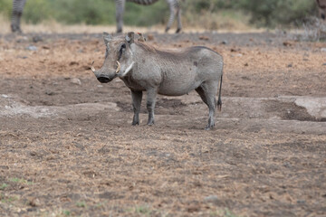 Fototapeta premium The Common Warthog (phacochoerus africanus) with a red-billed oxpecker (Buphagus erythrorhynchus) on its back. 