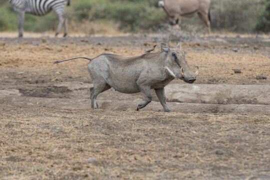 The Common Warthog (phacochoerus africanus) with a red-billed oxpecker (Buphagus erythrorhynchus) on its back.	