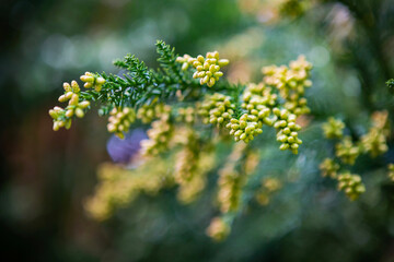 杉の花のつぼみ	