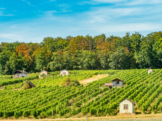 Weinberg im Herbst