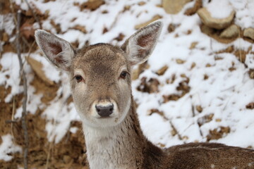 Fototapeta premium Deer in winter