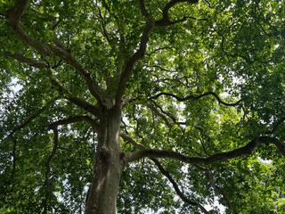 Beautiful tall tree with green leaves in park, low angle view