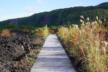 Fototapeta premium 火山遊歩道の通路（東京都三宅島）