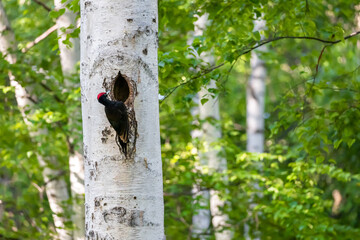 クマゲラのオス
