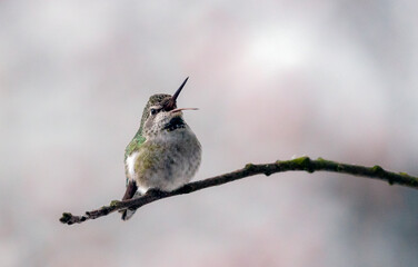 A cute tiny hummingbird sings on a branch in cold winter © WCPW PHOTOGRAPHY