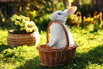 Cute white rabbit in wicker basket on grass outdoors