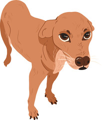 caramel mutt dog transparent background