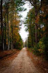 dirt road in South Carolina