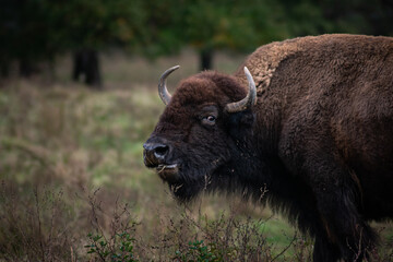 buffalo in a field