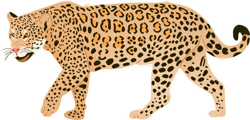"onça pintada" jaguar transparent background