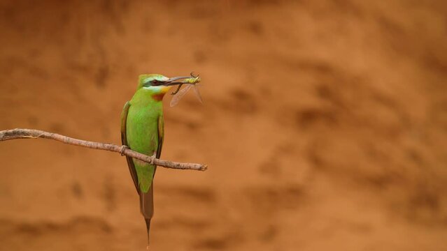 Blue-cheeked bee-eater or Merops persicus. 4K slow motion 120 fps