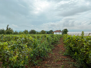 Fototapeta na wymiar Wine Grape bunches overlooking vineyard in sunny valley