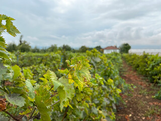 Fototapeta na wymiar Wine Grape bunches overlooking vineyard in sunny valley