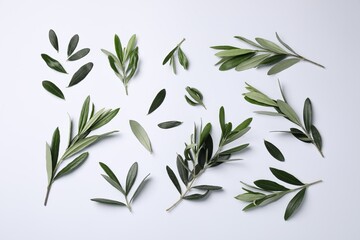Olive twigs with fresh green leaves on white background, flat lay