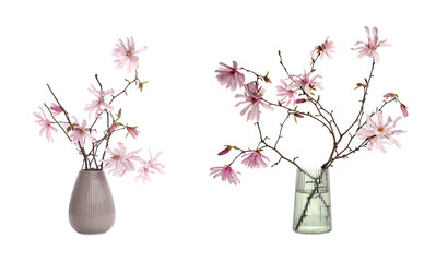 Magnolia tree branches with beautiful flowers in vases on white background